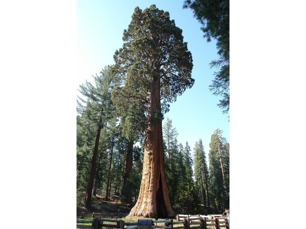      (Sequoia National Park), 